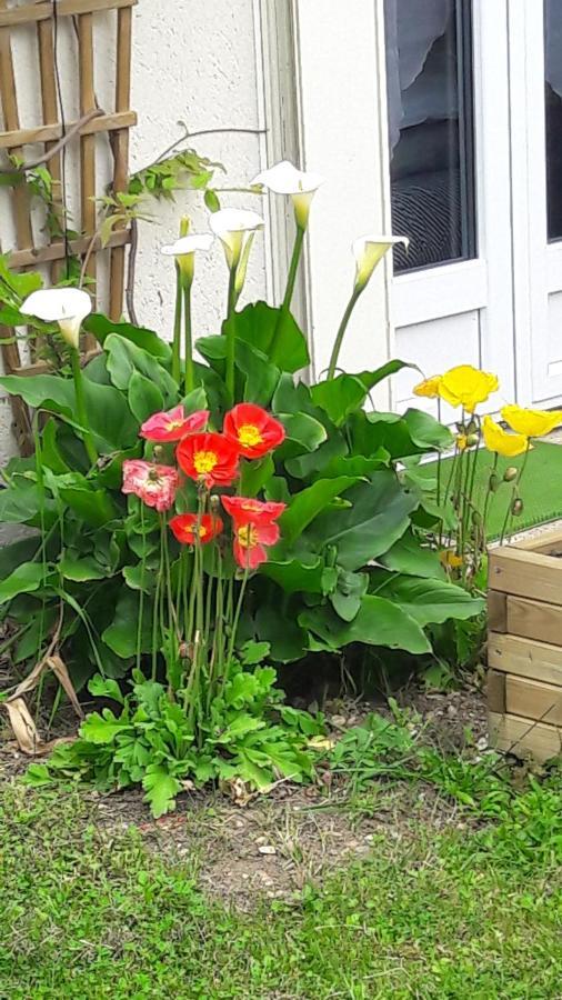 Studio Les Coquelicots Saint-Romain-sur-Cher Экстерьер фото